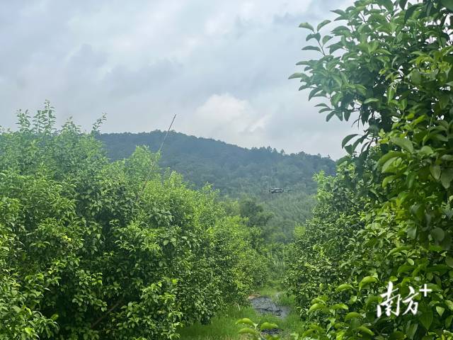 无人机在砂糖橘果园里拍摄。