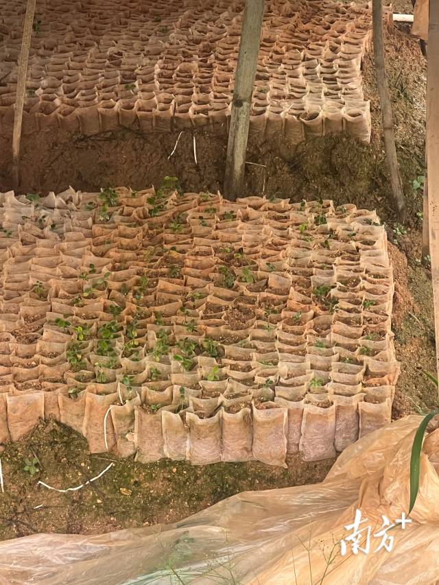 镇内种植着组培苗的大棚。