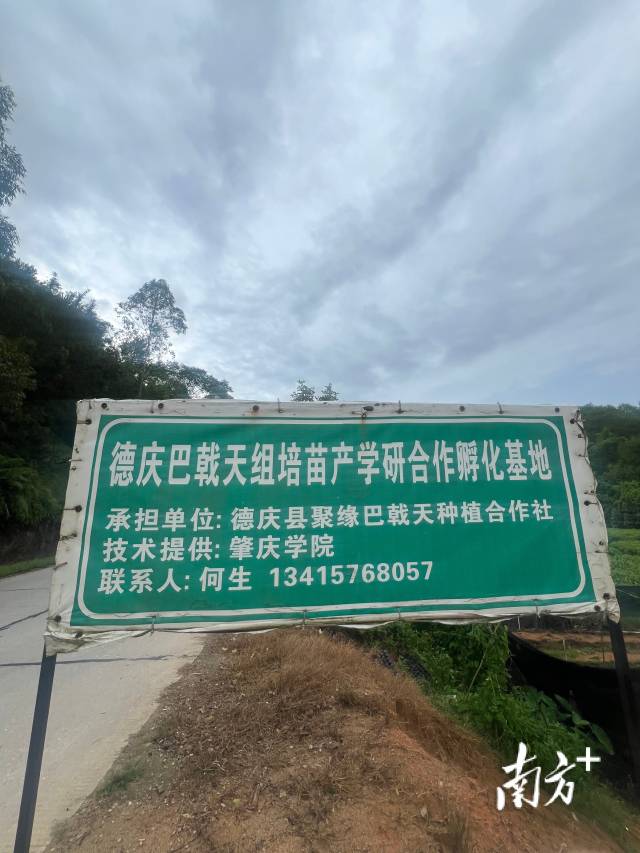 德庆巴戟天组培苗产学研合作孵化基地。 德庆巴戟天组培苗产学研合作孵化基地。